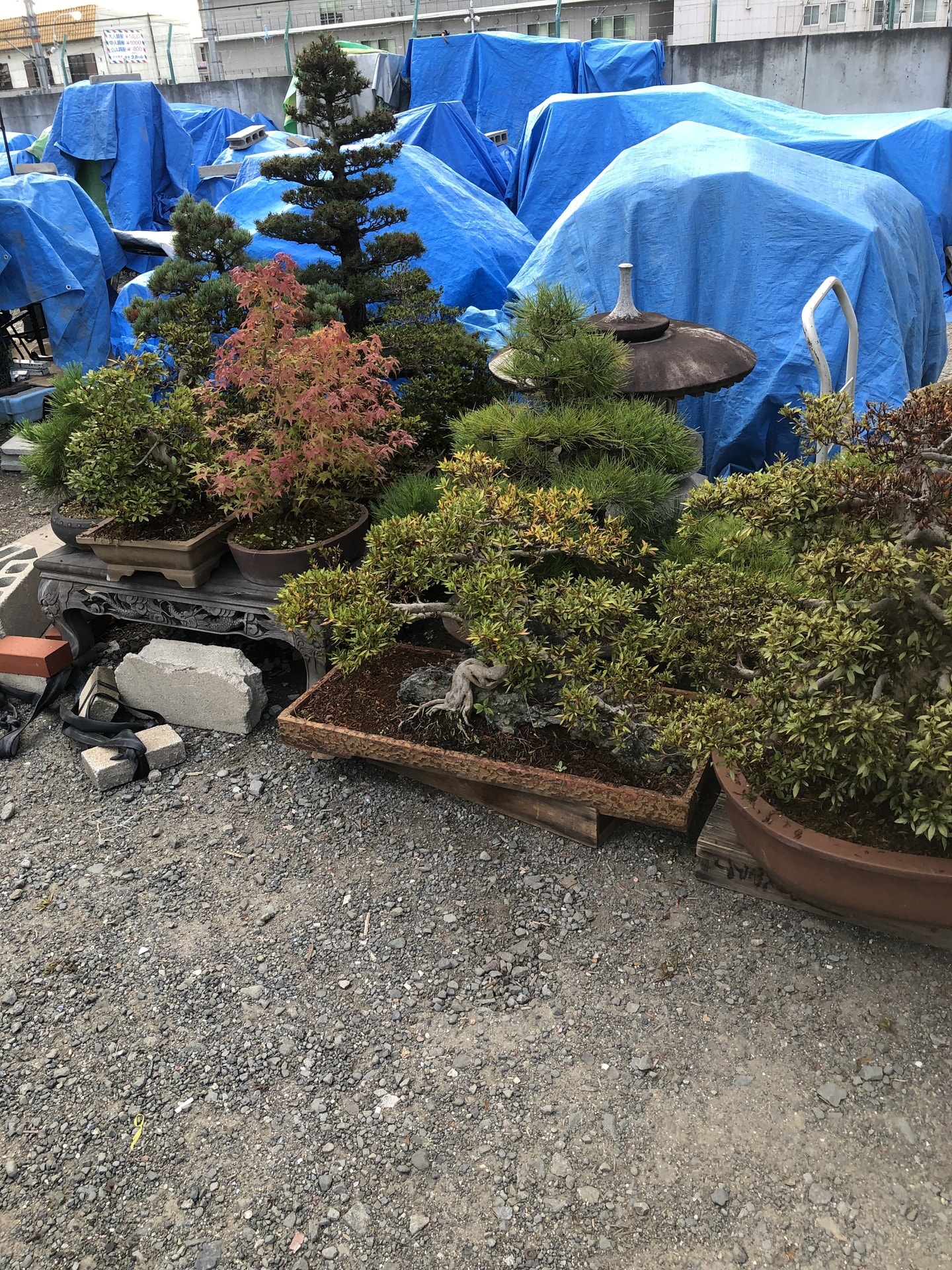 大阪府寝屋川市　盆栽、灯籠買い取り